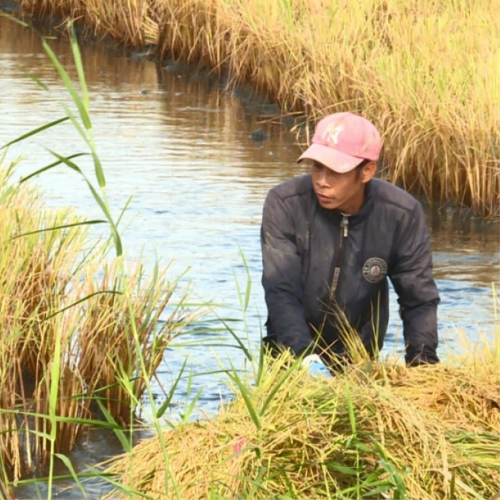 Kiên Giang Từng Bước Phát Triển Mô Hình Tôm – Lúa Hữu Cơ